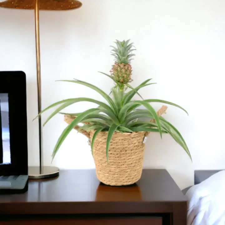 Pineapple Plant (Ananas) 12cm Pot