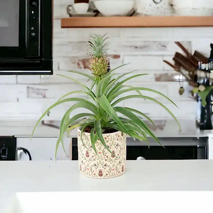 Pineapple Plant (Ananas) 12cm Pot