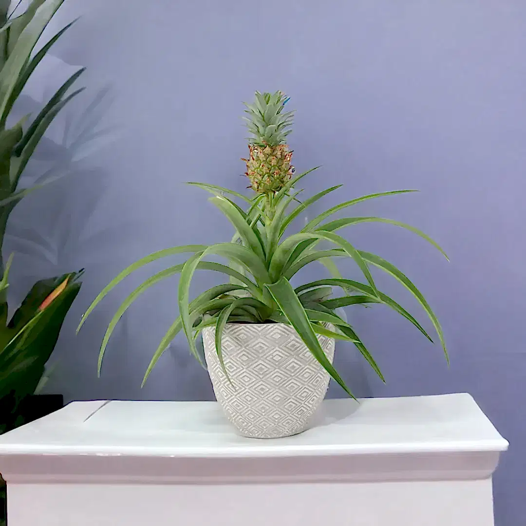 Pineapple Plant (Ananas) 12cm Pot