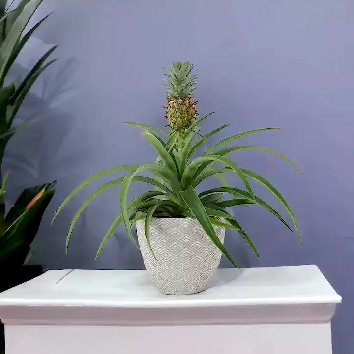 Pineapple Plant (Ananas) 12cm Pot