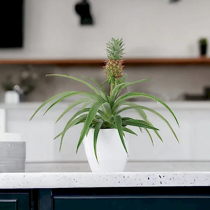 Pineapple Plant (Ananas) 12cm Pot