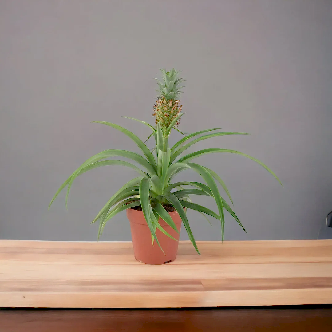 Pineapple Plant (Ananas) 12cm Pot