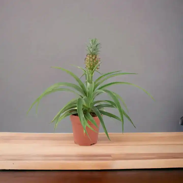 Pineapple Plant (Ananas) 12cm Pot