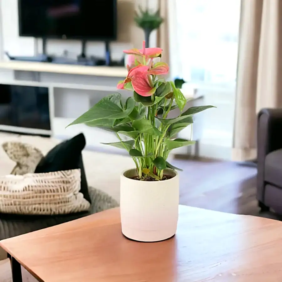Anthurium Pink Flamingo Flower 12cm