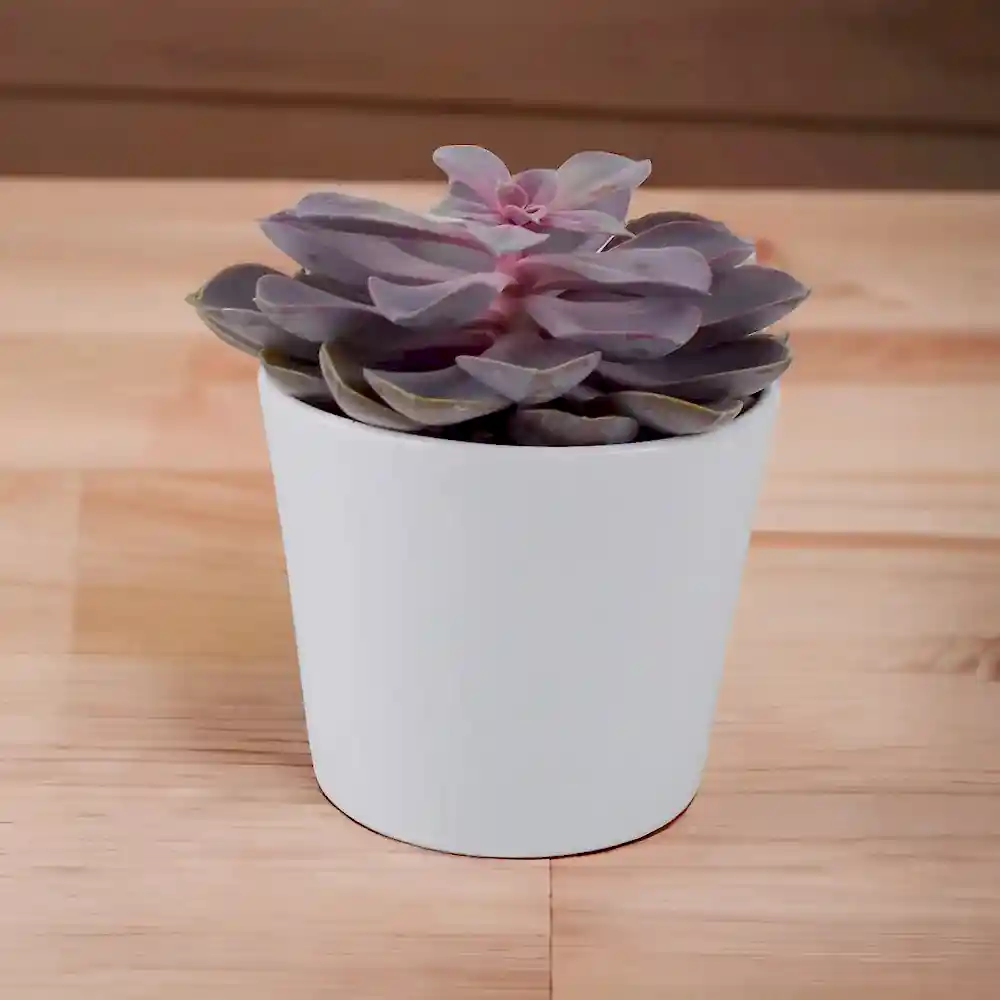 Echeveria Purple Pearl in 12cm Plants By Post