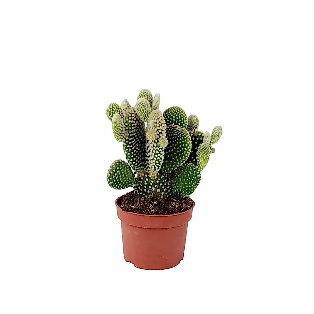Cactus Opuntia Microdasys Albispina 10.5cm