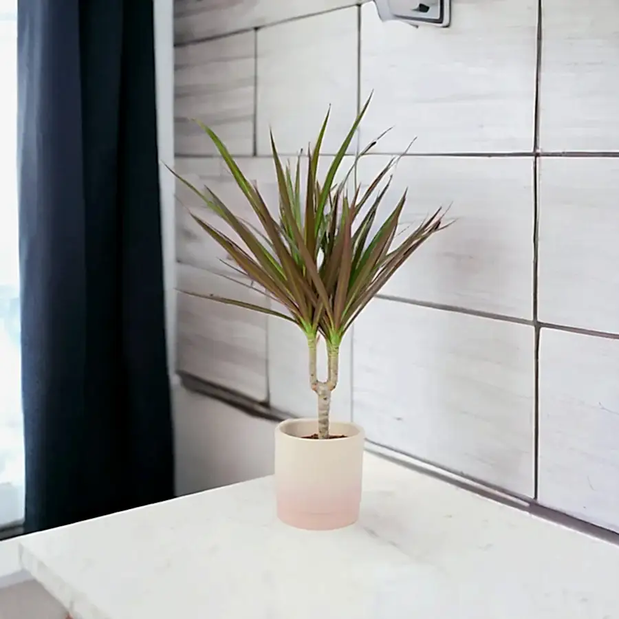 Draceana Marginata Dragon Tree Tropical Plant 12cm