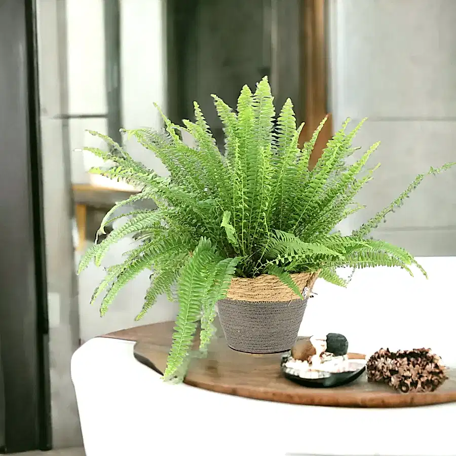 Boston Fern 17cm