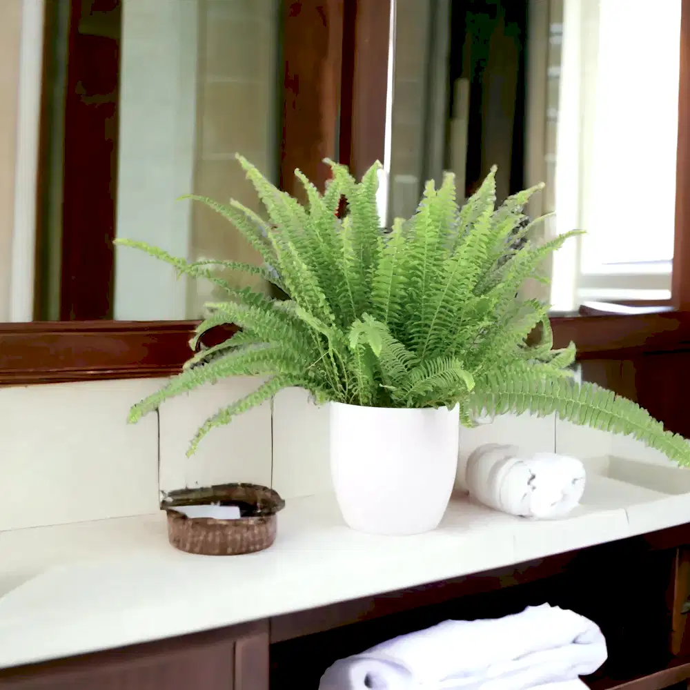 Boston Fern 17cm