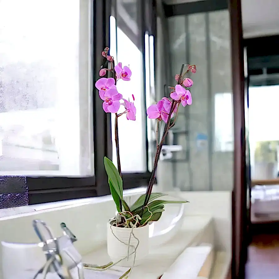 Phalaenopsis Orchid 2 Stem Pink UK grown & Peat Free in 12cm Pot