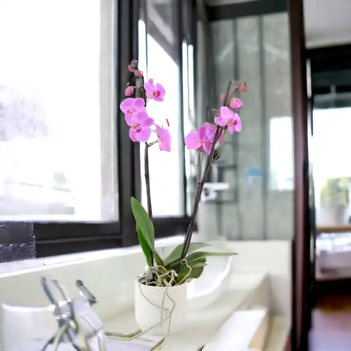 Phalaenopsis Orchid 2 Stem Pink UK grown & Peat Free in 12cm Pot