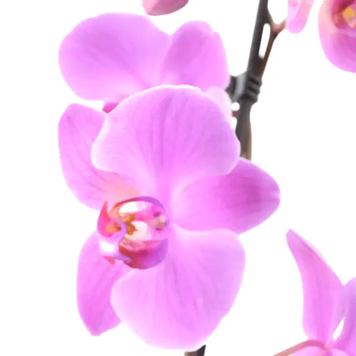 Phalaenopsis Orchid 2 Stem Pink UK grown & Peat Free in 12cm Pot