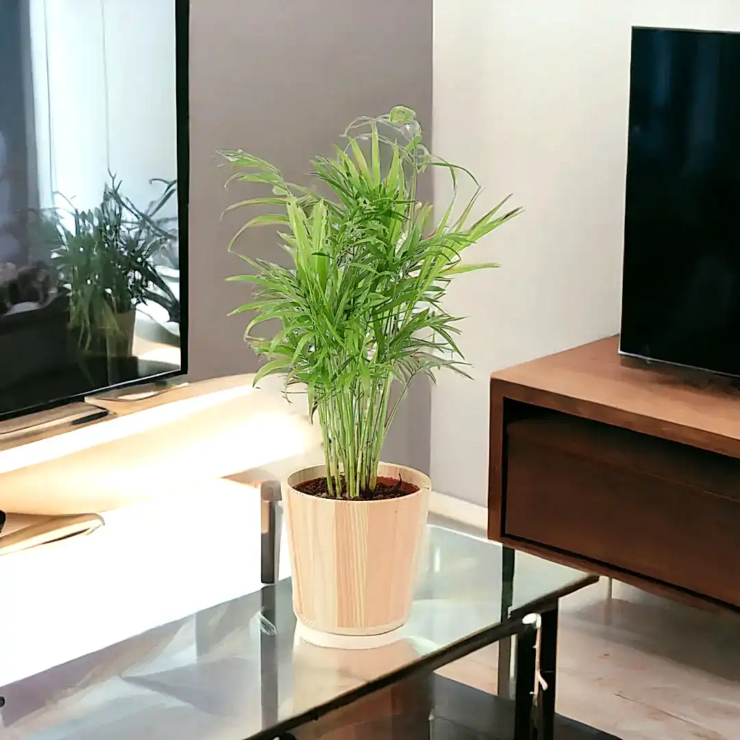 Chamaedora Elegans Parlor Palm 12cm