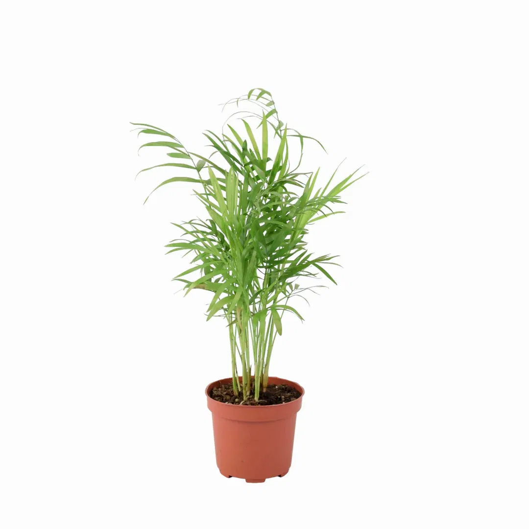 Chamaedora Elegans Parlor Palm 12cm