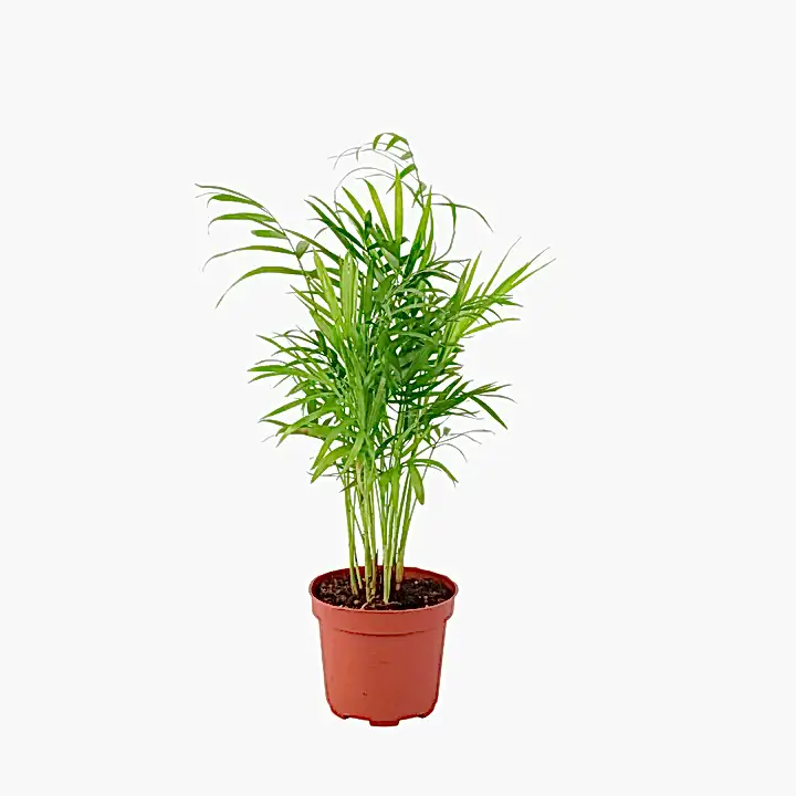 Chamaedora Elegans Parlor Palm 12cm