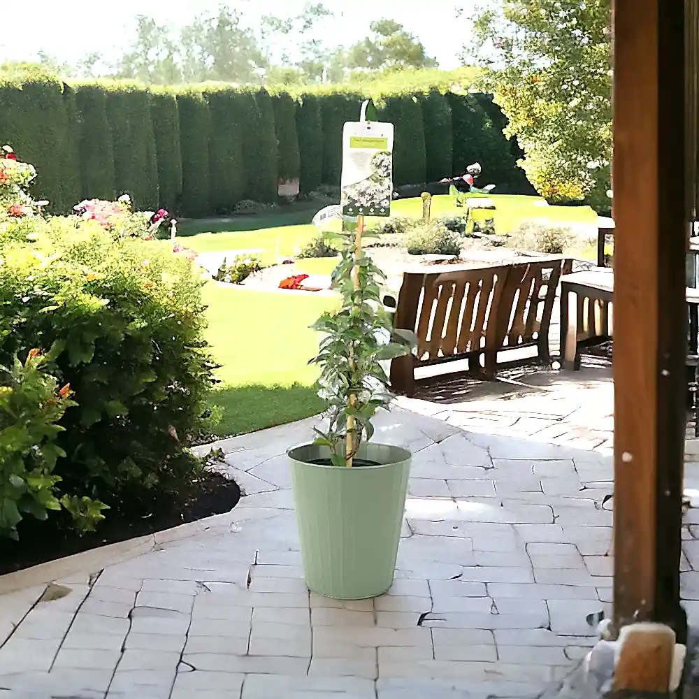 Trachelospermum Jasminoides 3L pot