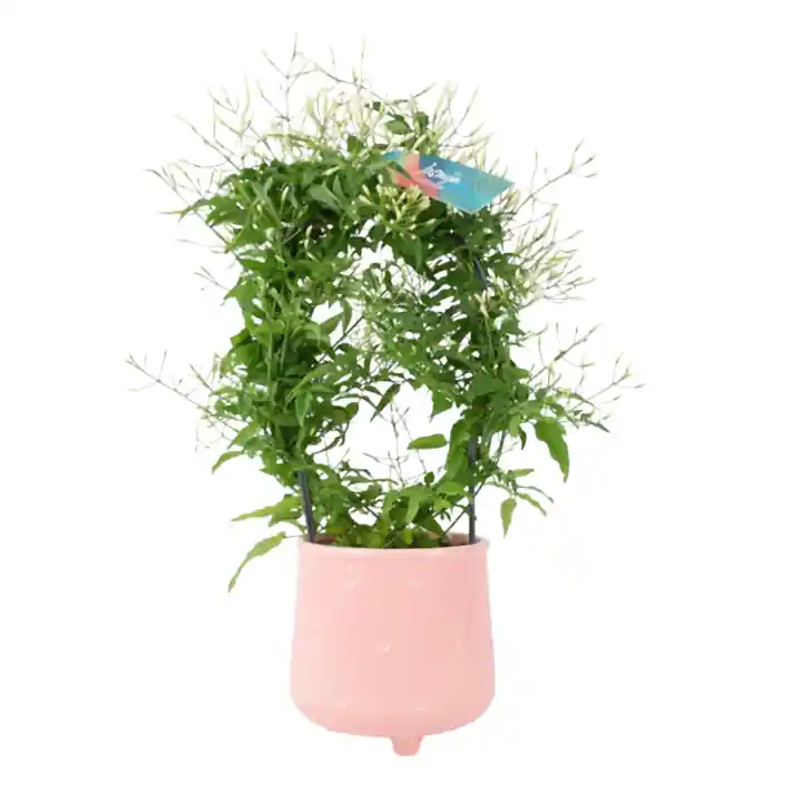 Jasmine Hoop 12cm Plants By Post UK