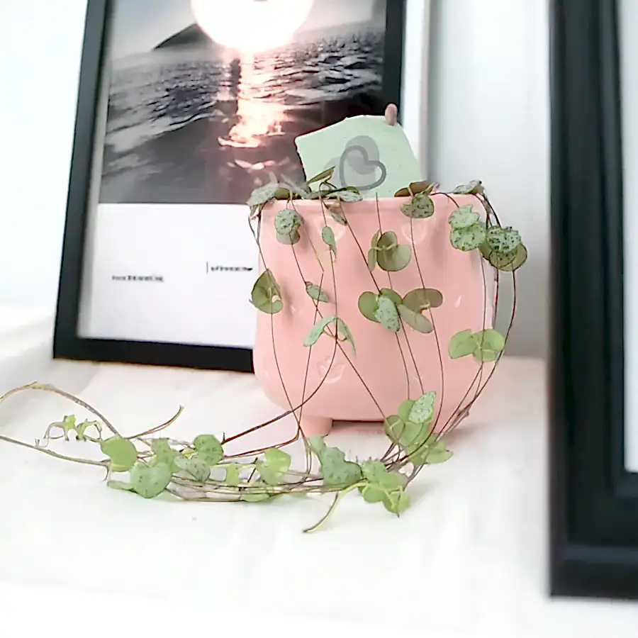 String Of Hearts 8.5cm Pot Plants By Post