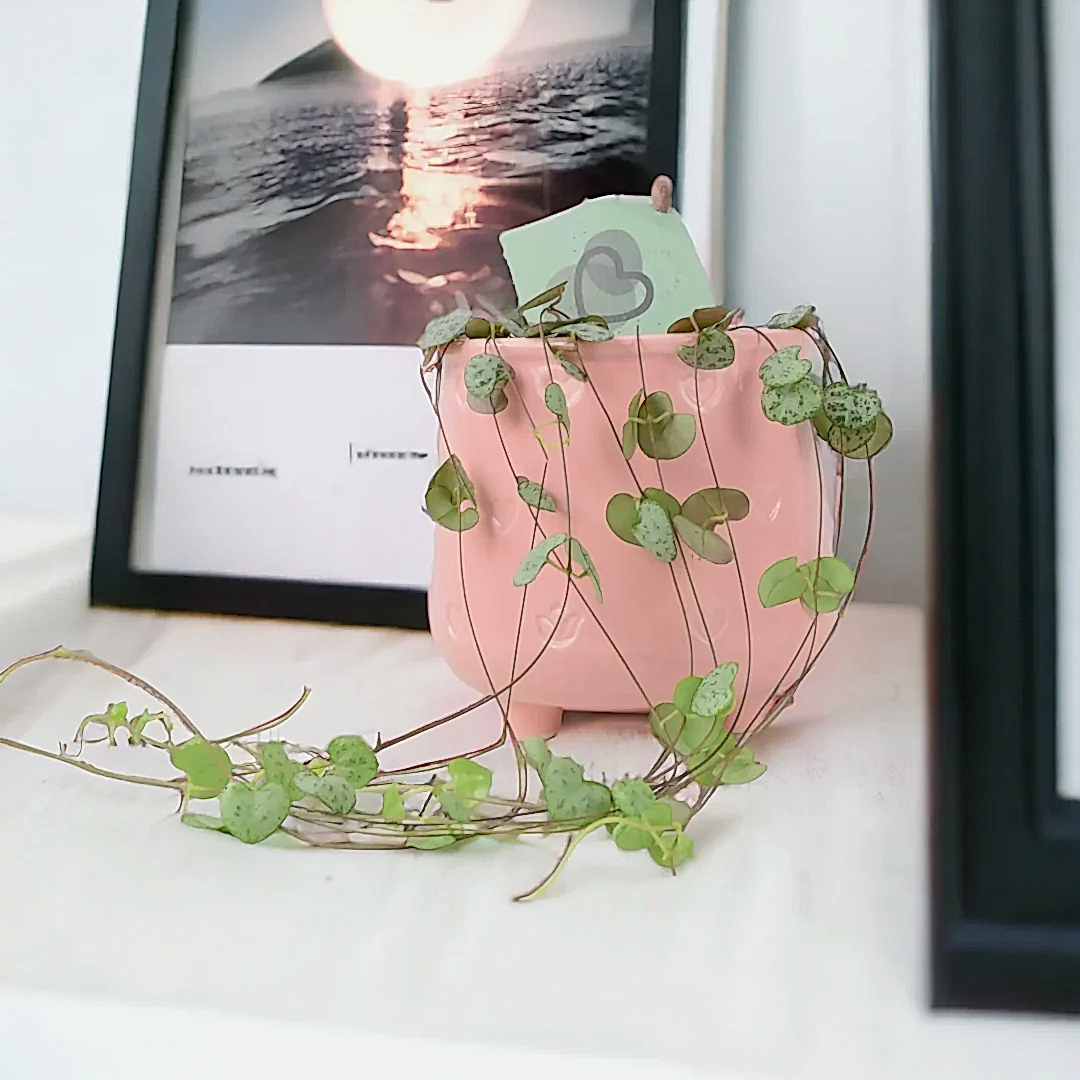 String Of Hearts 8.5cm Pot Plants By Post