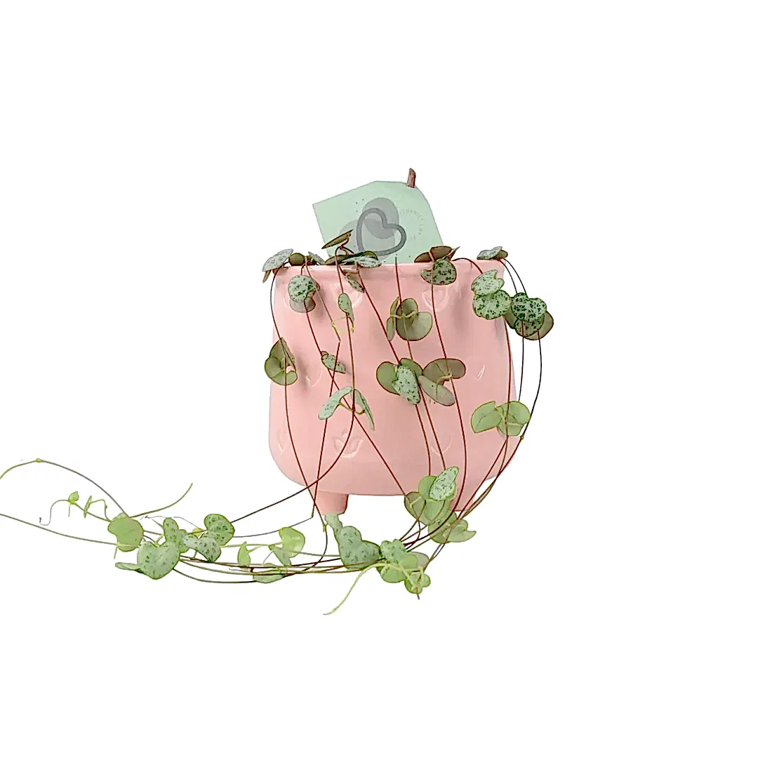 String Of Hearts 8.5cm Pot Plants By Post