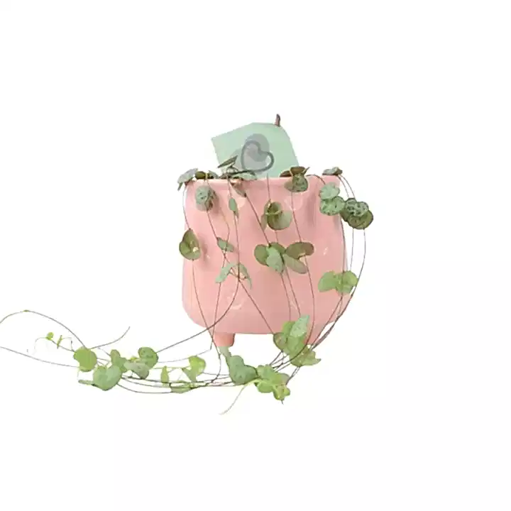 String Of Hearts 8.5cm Pot Plants By Post