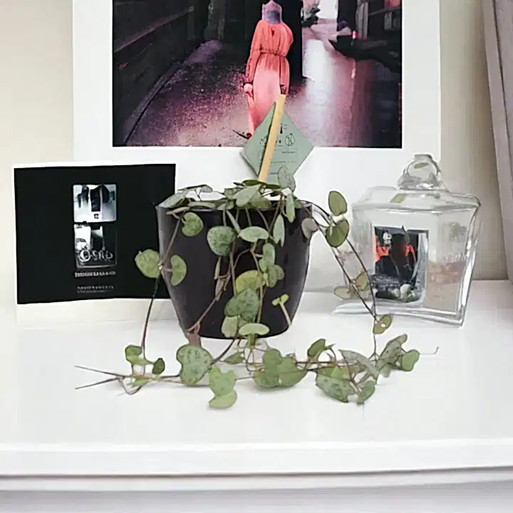 String Of Hearts 8.5cm Pot Plants By Post