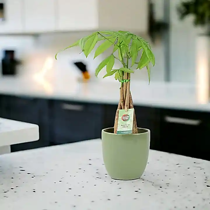 Pachira Money Tree 12cm Plants By Post