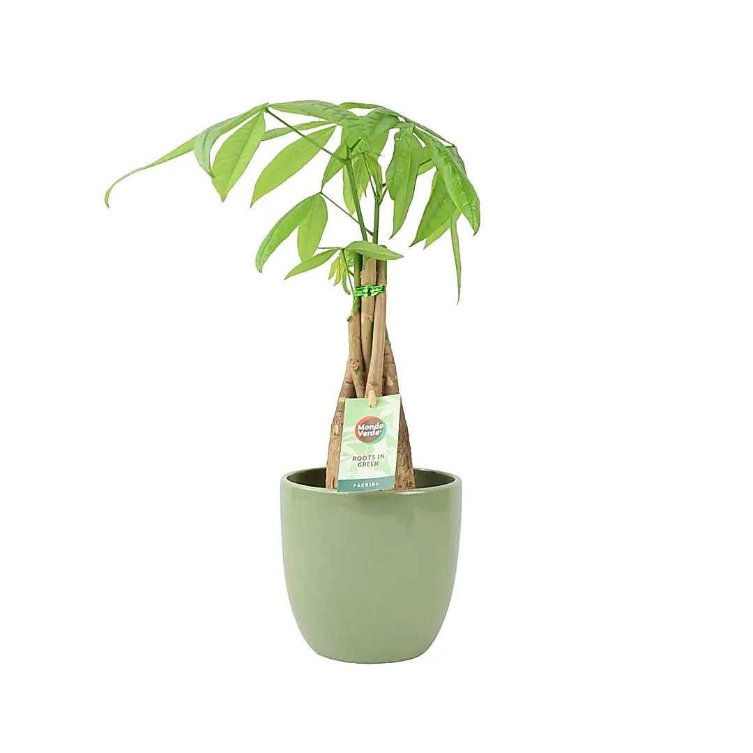 Pachira Money Tree 12cm Plants By Post