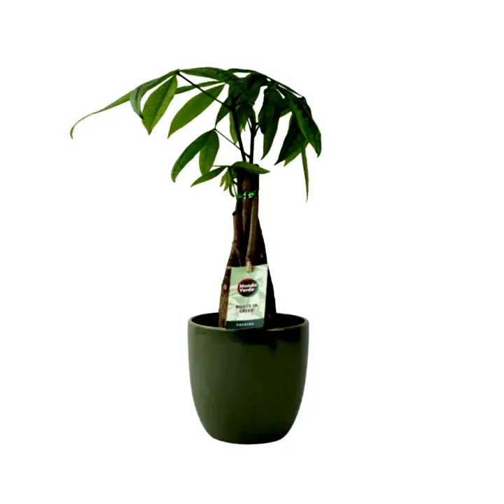 Pachira Money Tree 12cm Plants By Post