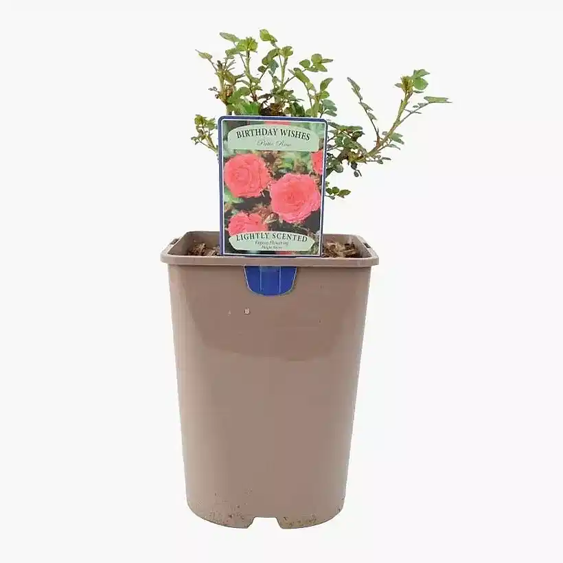Rose Birthday Wishes 5.5 Litre Pot Plants By Post
