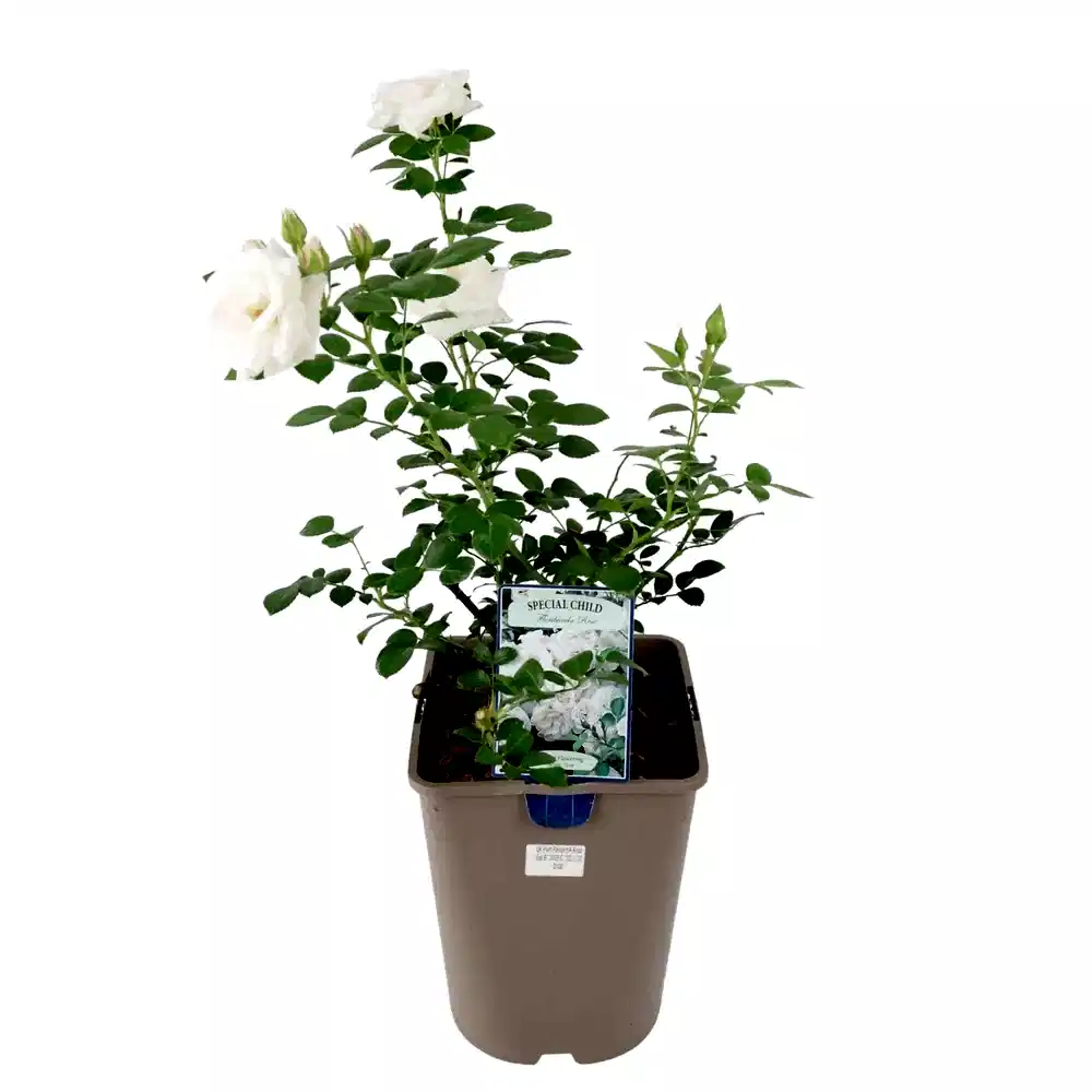 Rose Special Child Bush 5.5L