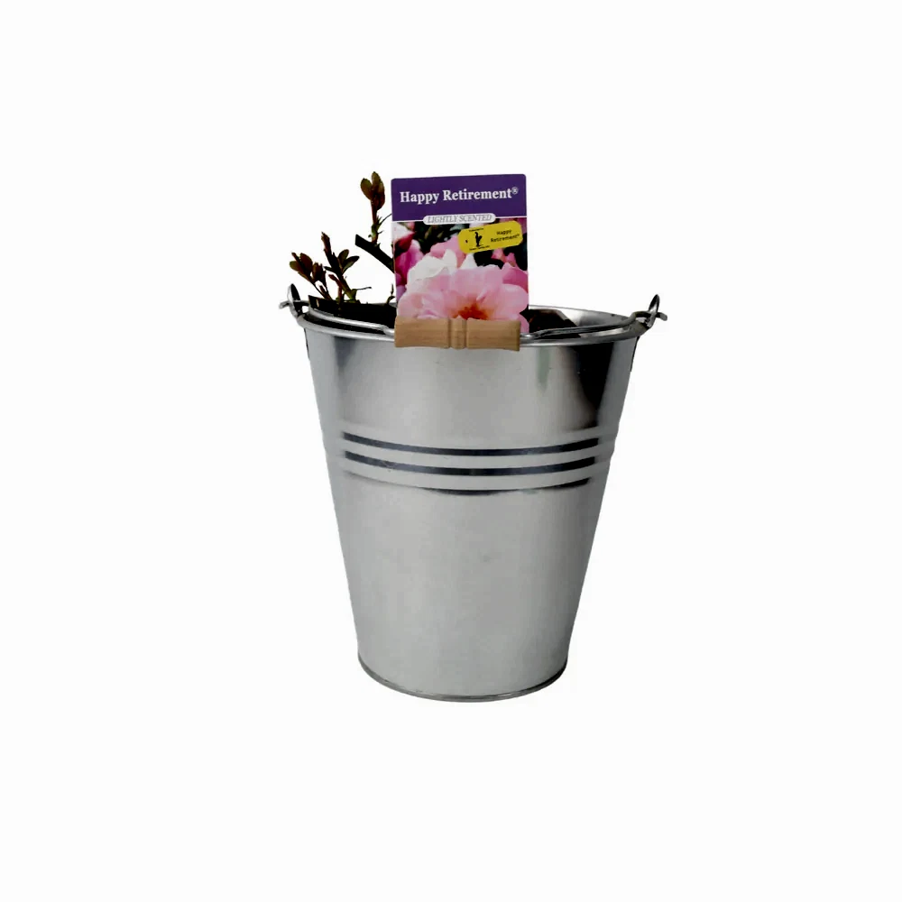 Rose Happy Retirement 5.5L Plants By Post