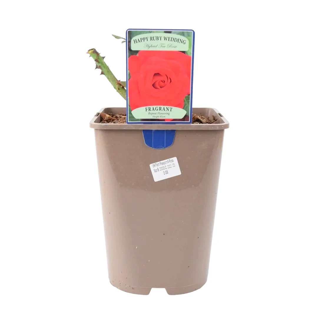 Rose The Ruby Anniversary 5.5 Litre Pot Plants By Post