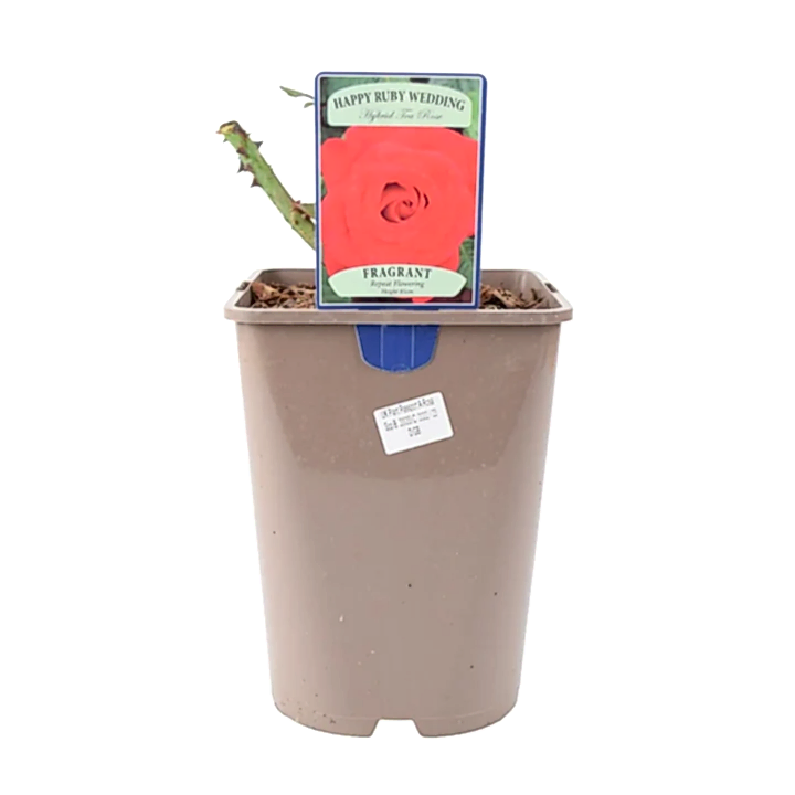 Rose The Ruby Anniversary 5.5 Litre Pot Plants By Post