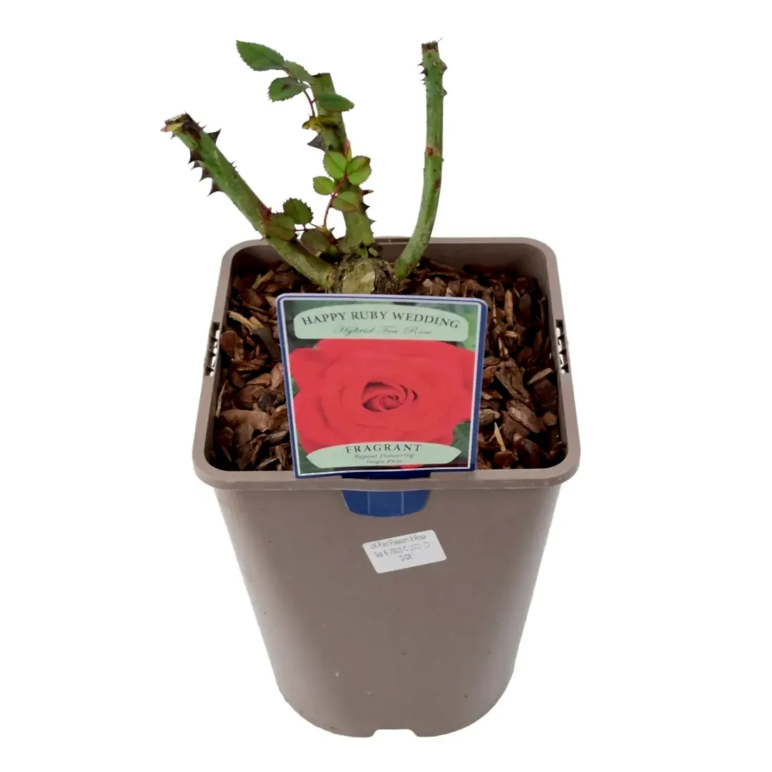 Rose The Ruby Anniversary 5.5 Litre Pot Plants By Post