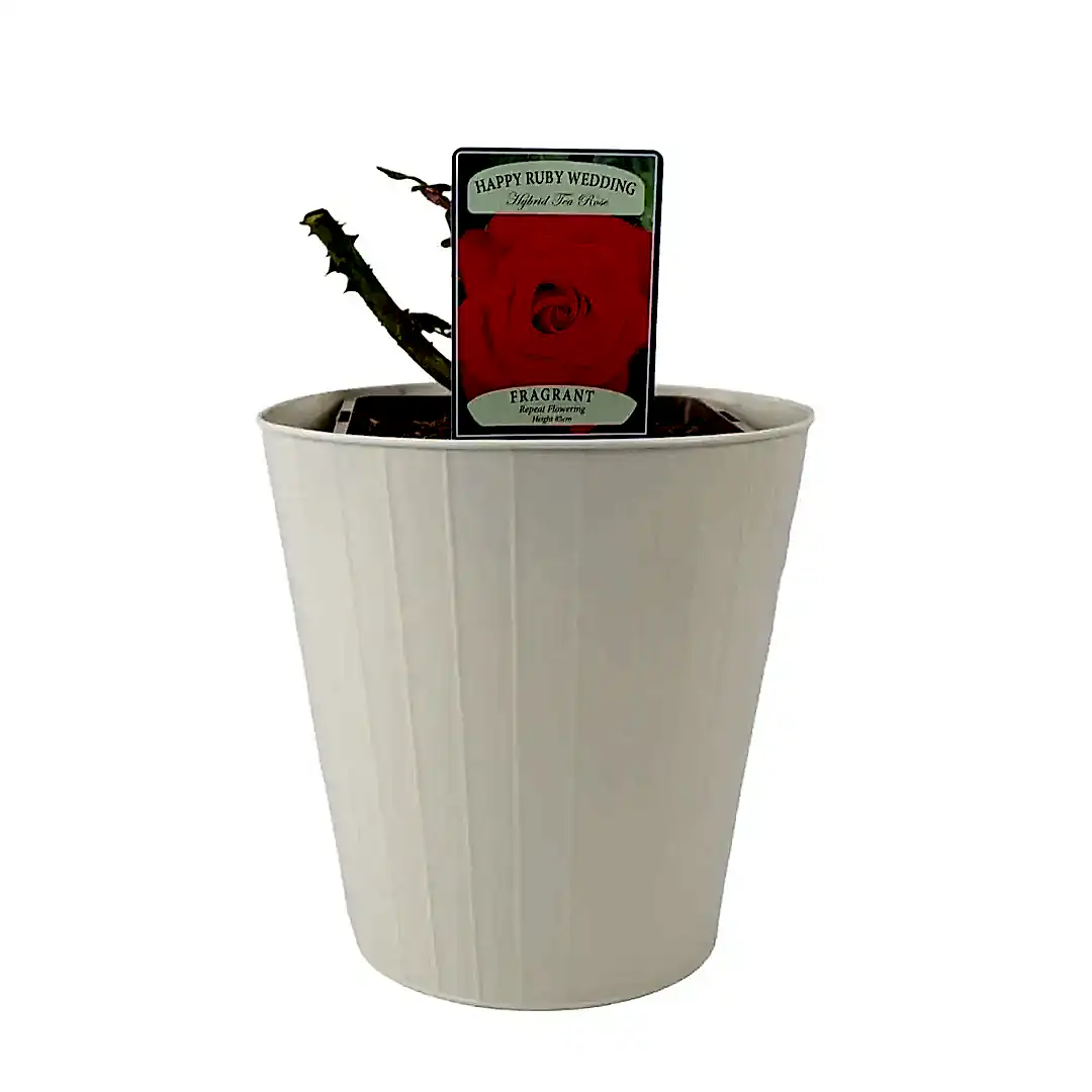 Rose The Ruby Anniversary 5.5 Litre Pot Plants By Post