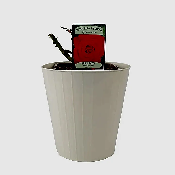 Rose The Ruby Anniversary 5.5 Litre Pot Plants By Post