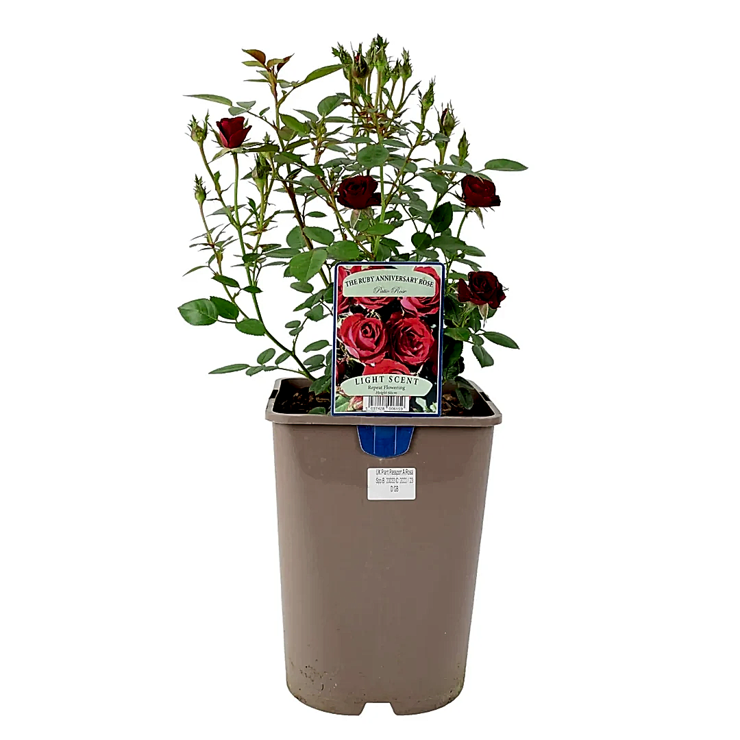 Rose The Ruby Anniversary 5.5 Litre Pot Plants By Post