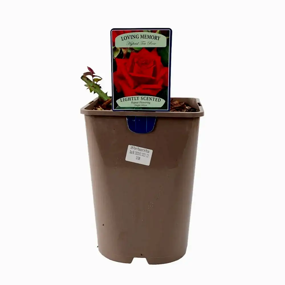 Rose Loving Memory 5.5 Litre Pot Plants By Post