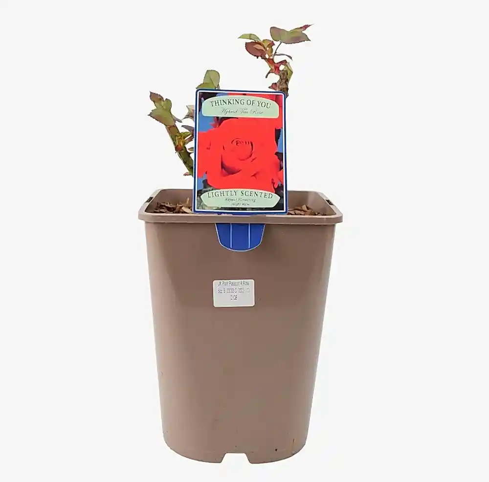 Rose Thinking of You 5.5 Litre Pot Plants By Post