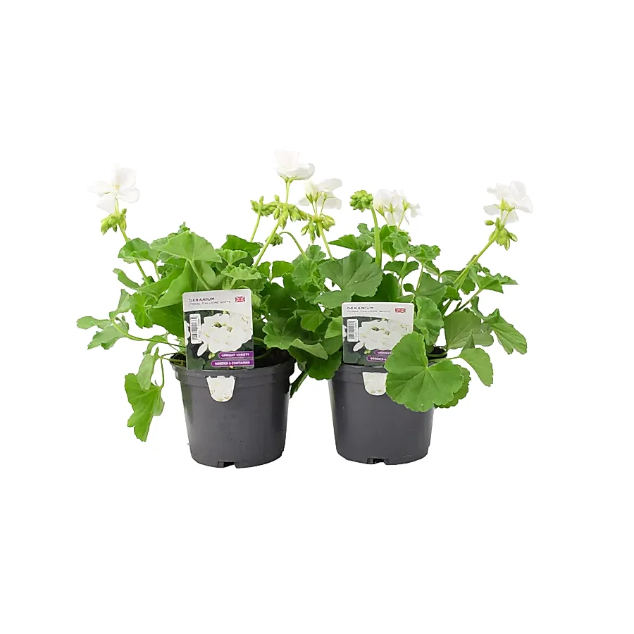 Geranium Zonal Calliope 1L White x 2