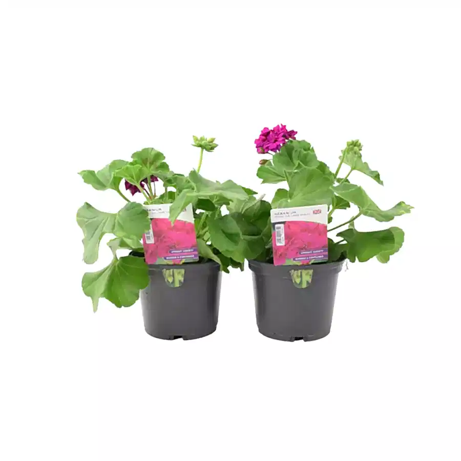 Geranium Zonal Calliope 1L Violet x 2 plants by post