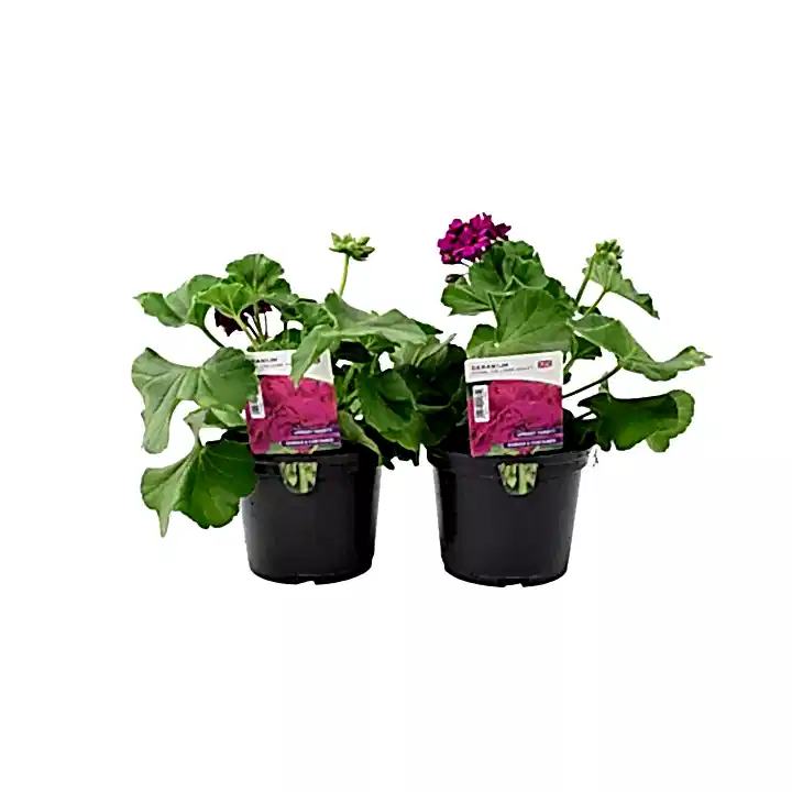 Geranium Zonal Calliope 1L Violet x 2 plants by post