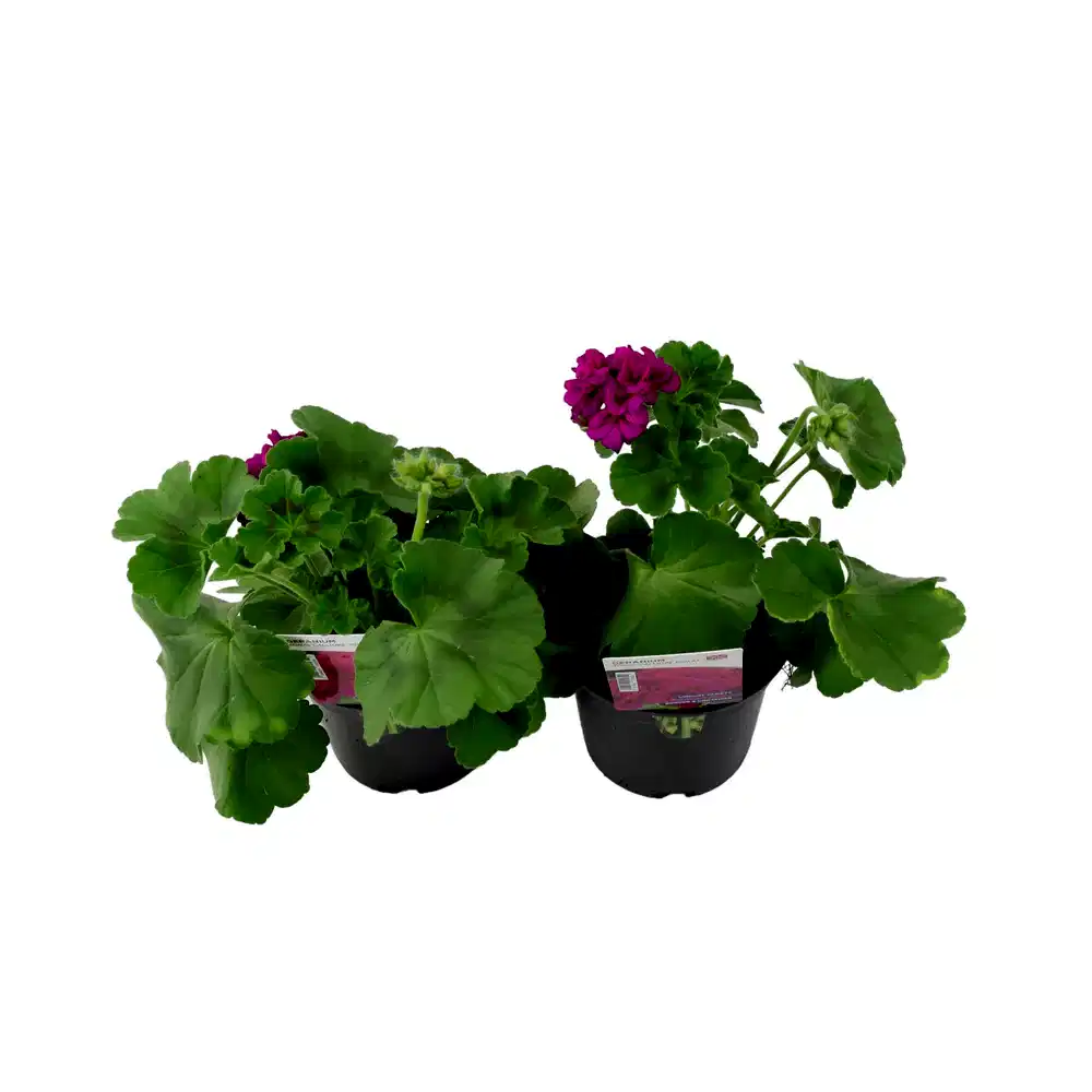 Geranium Zonal Calliope 1L Violet x 2 plants by post