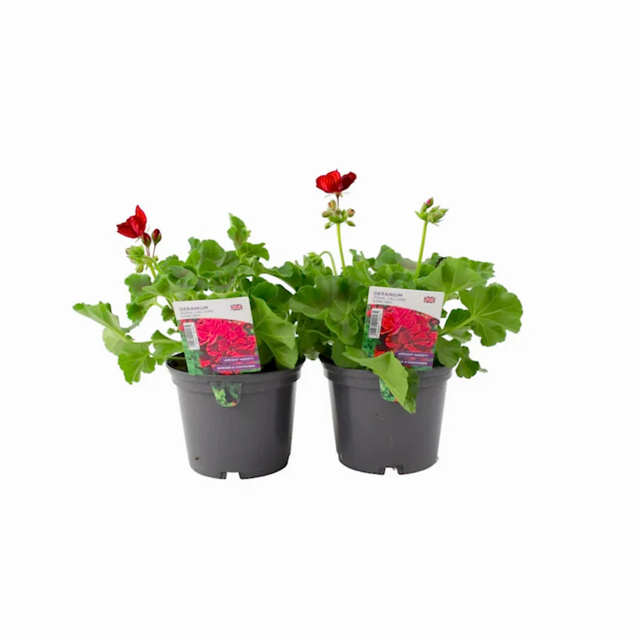 Geranium Zonal Calliope 1L Dark Red x 2