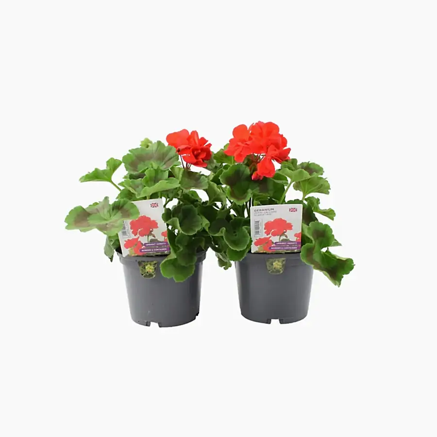 Geranium Zonal Calliope 1L Scarlet Red x 2