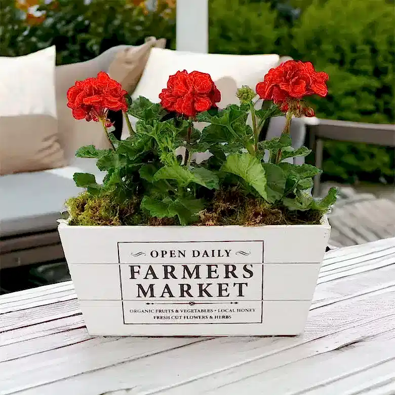 Geranium Red in Farmers Market Trough