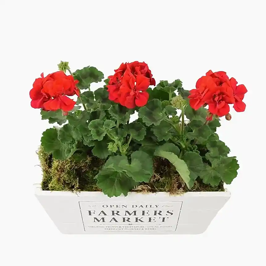 Geranium Red in Farmers Market Trough