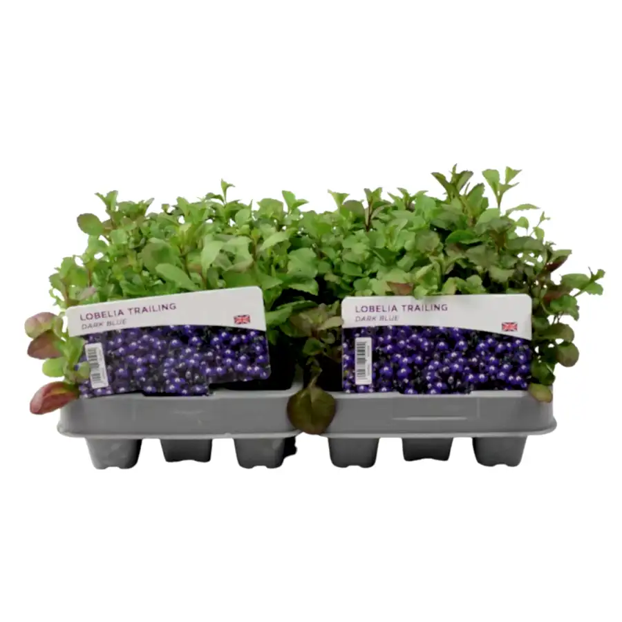 Lobelia Trailing Dark Blue 12 Pack x 2 (24 Plants)