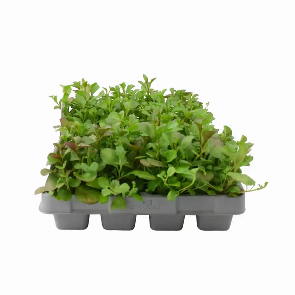 Lobelia Trailing Dark Blue 12 Pack x 2 (24 Plants)